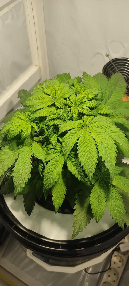 Diablo Rojo XL by Sweet Seeds - DWC. Week 3