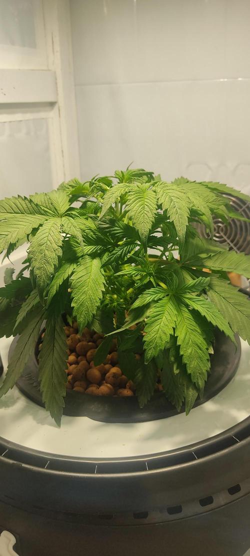 Diablo Rojo XL by Sweet Seeds - DWC. Week 3