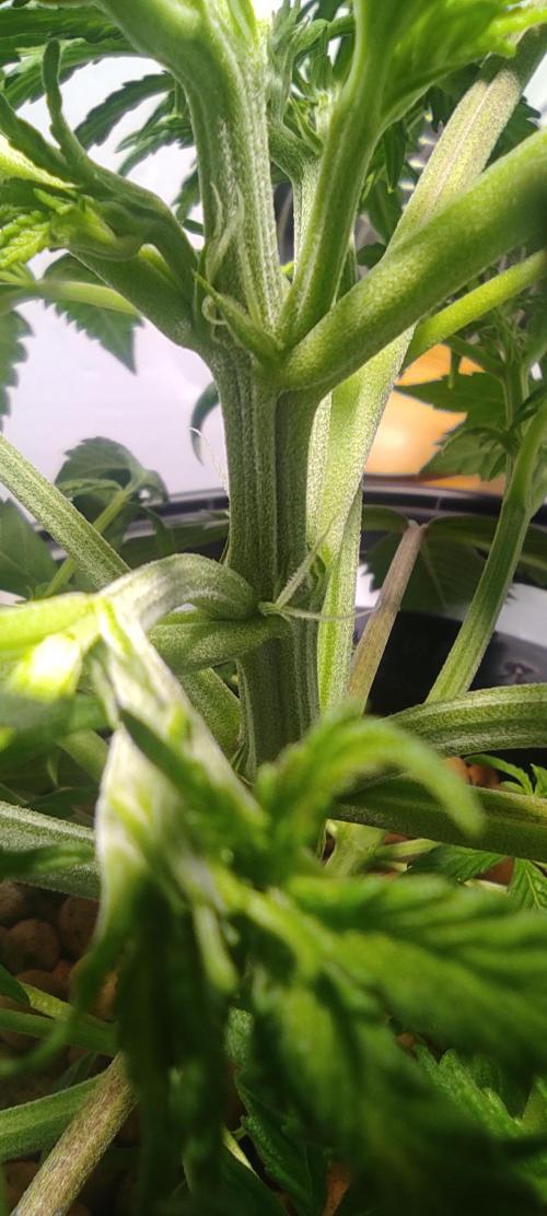 Diablo Rojo XL by Sweet Seeds - DWC. Week 3