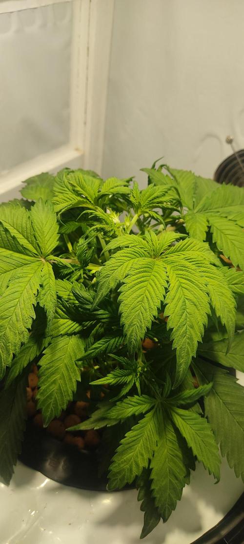 Diablo Rojo XL by Sweet Seeds - DWC. Week 3