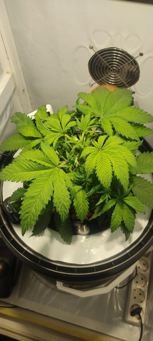 Diablo Rojo XL by Sweet Seeds - DWC. Week 3