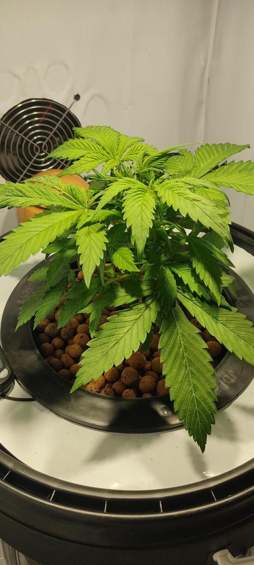 Diablo Rojo XL by Sweet Seeds - DWC. Week 3