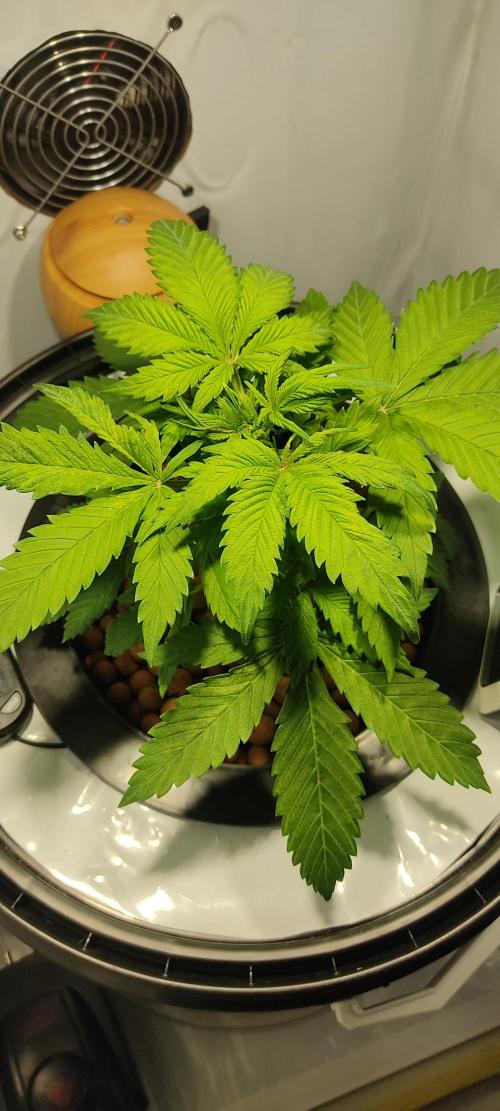 Diablo Rojo XL by Sweet Seeds - DWC. Week 3