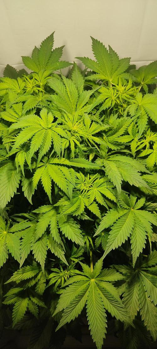 Diablo Rojo XL by Sweet Seeds - DWC. Week 4