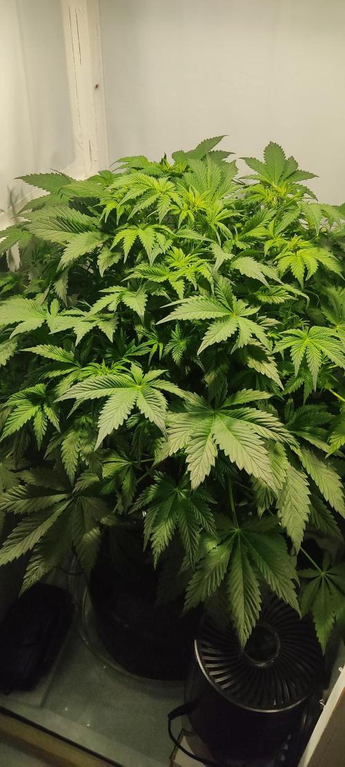 Diablo Rojo XL by Sweet Seeds - DWC. Week 4