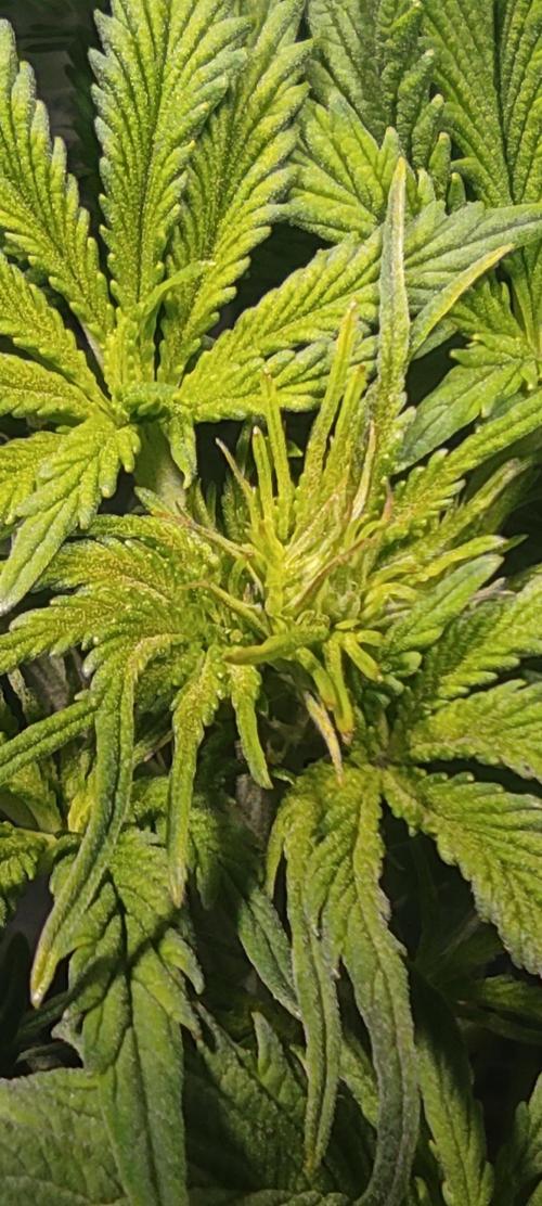 Diablo Rojo XL by Sweet Seeds - DWC. Week 4
