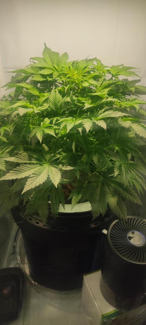 Diablo Rojo XL by Sweet Seeds - DWC. Week 4