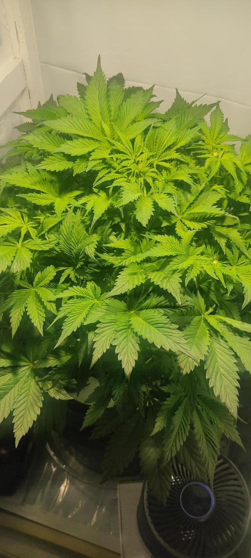 Diablo Rojo XL by Sweet Seeds - DWC. Week 4