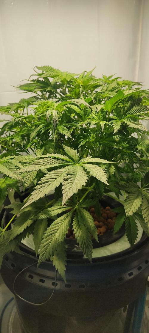 Diablo Rojo XL by Sweet Seeds - DWC. Week 4
