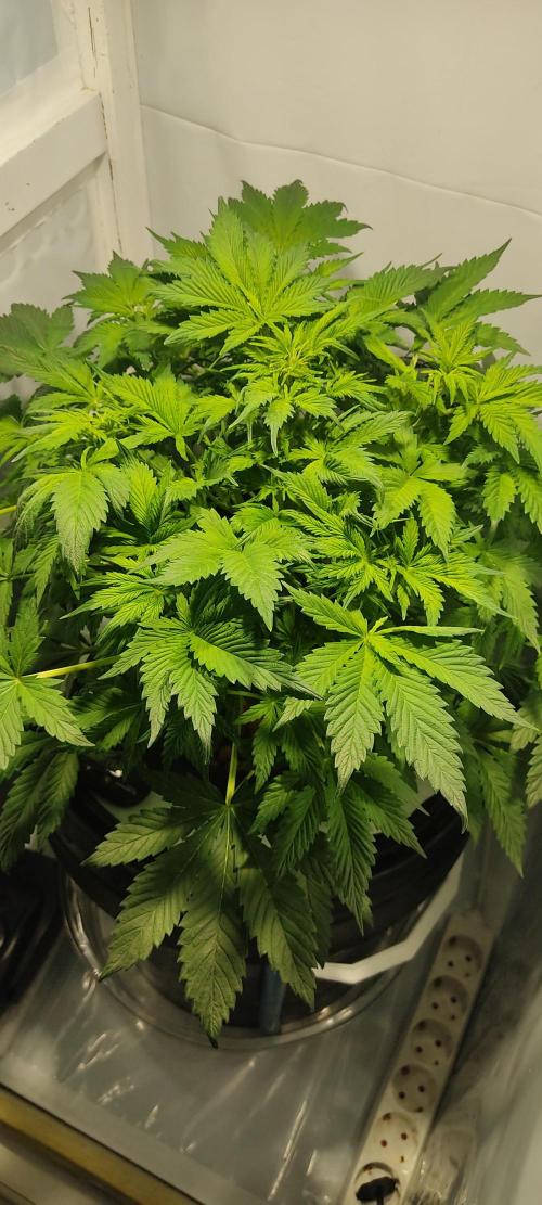 Diablo Rojo XL by Sweet Seeds - DWC. Week 4
