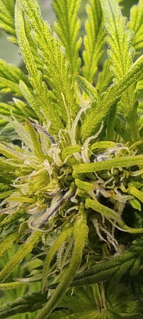 Diablo Rojo XL by Sweet Seeds - DWC. Week 5