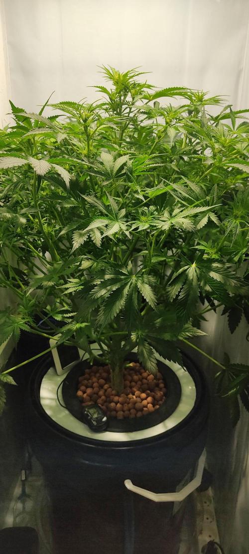 Diablo Rojo XL by Sweet Seeds - DWC. Week 5