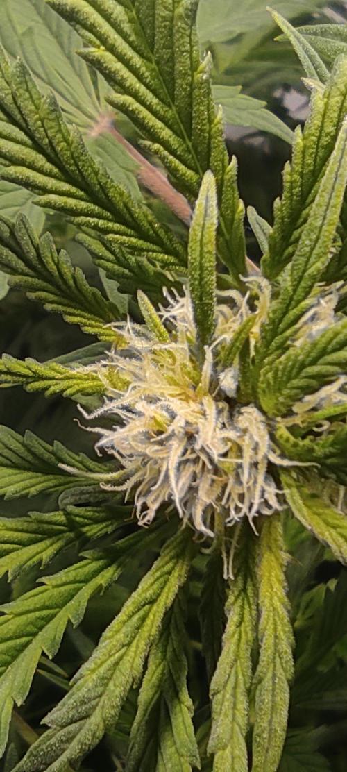 Diablo Rojo XL by Sweet Seeds - DWC. Week 6