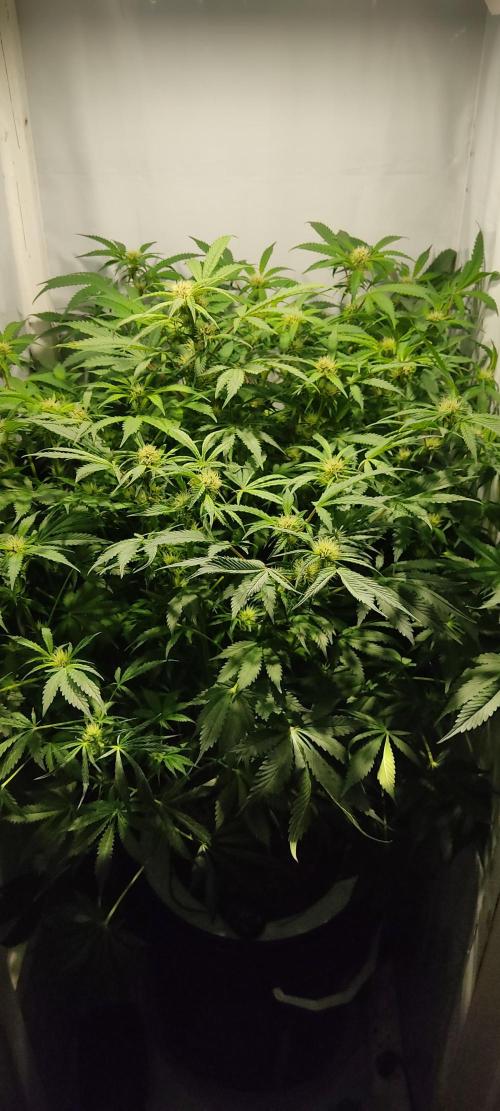 Diablo Rojo XL by Sweet Seeds - DWC. Week 6