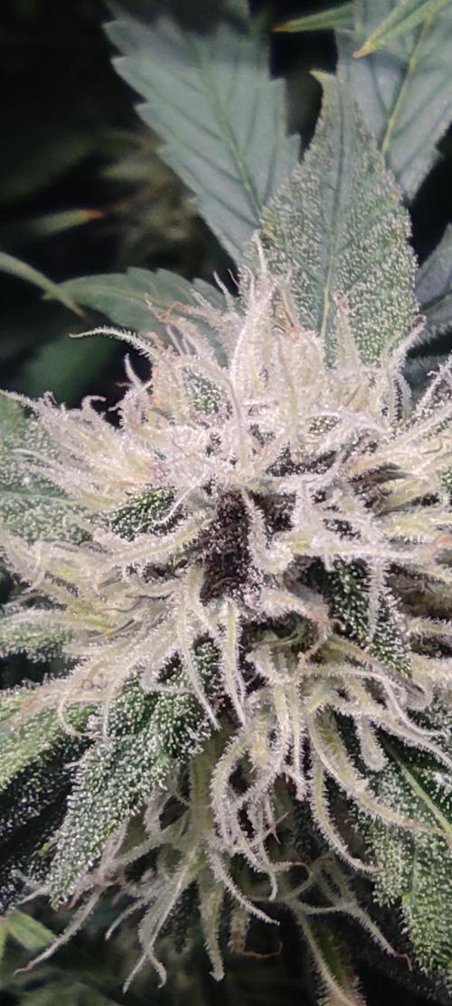 Diablo Rojo XL by Sweet Seeds - DWC. Week 6