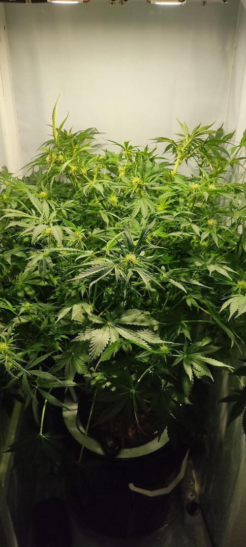 Diablo Rojo XL by Sweet Seeds - DWC. Week 6