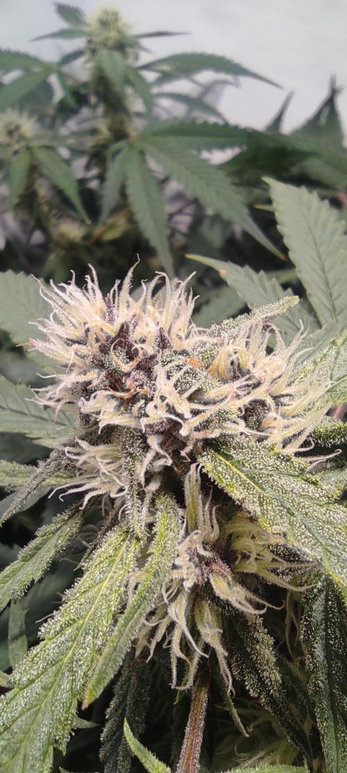 Diablo Rojo XL by Sweet Seeds - DWC. Week 7