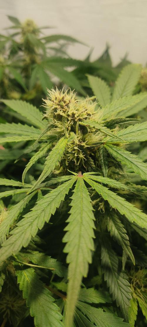 Diablo Rojo XL by Sweet Seeds - DWC. Week 7