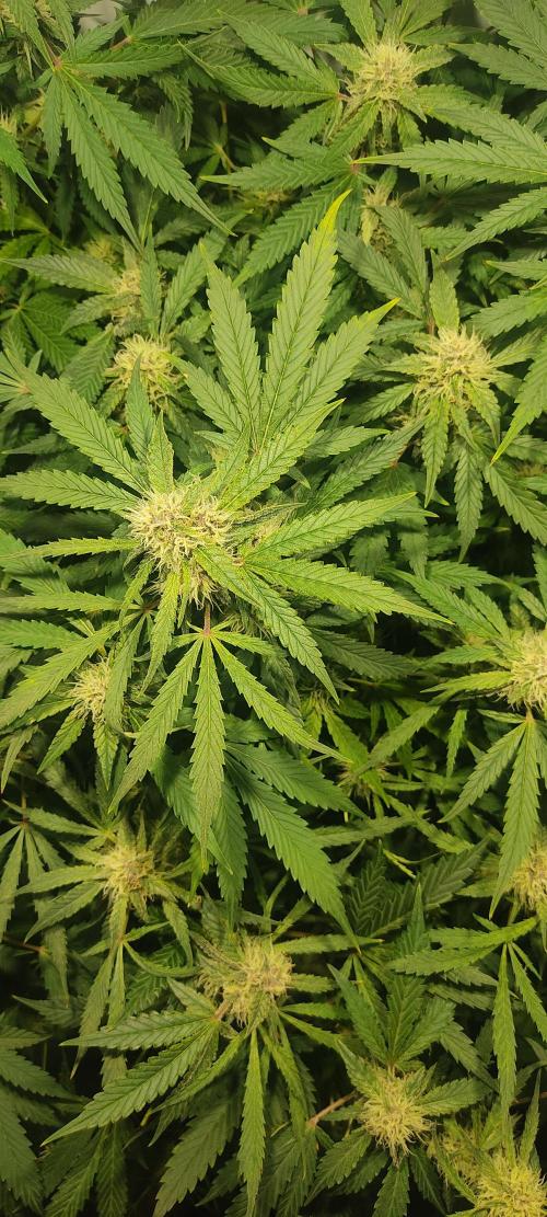 Diablo Rojo XL by Sweet Seeds - DWC. Week 7