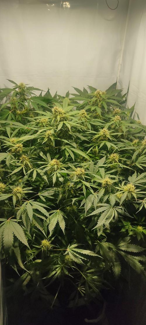 Diablo Rojo XL by Sweet Seeds - DWC. Week 7