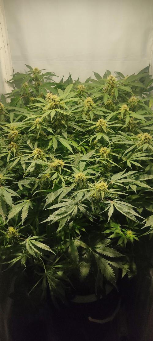 Diablo Rojo XL by Sweet Seeds - DWC. Week 7