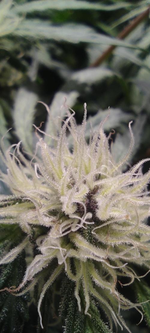 Diablo Rojo XL by Sweet Seeds - DWC. Week 7