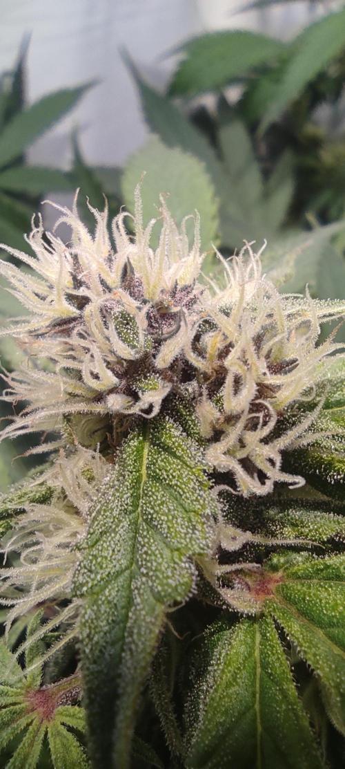 Diablo Rojo XL by Sweet Seeds - DWC. Week 7