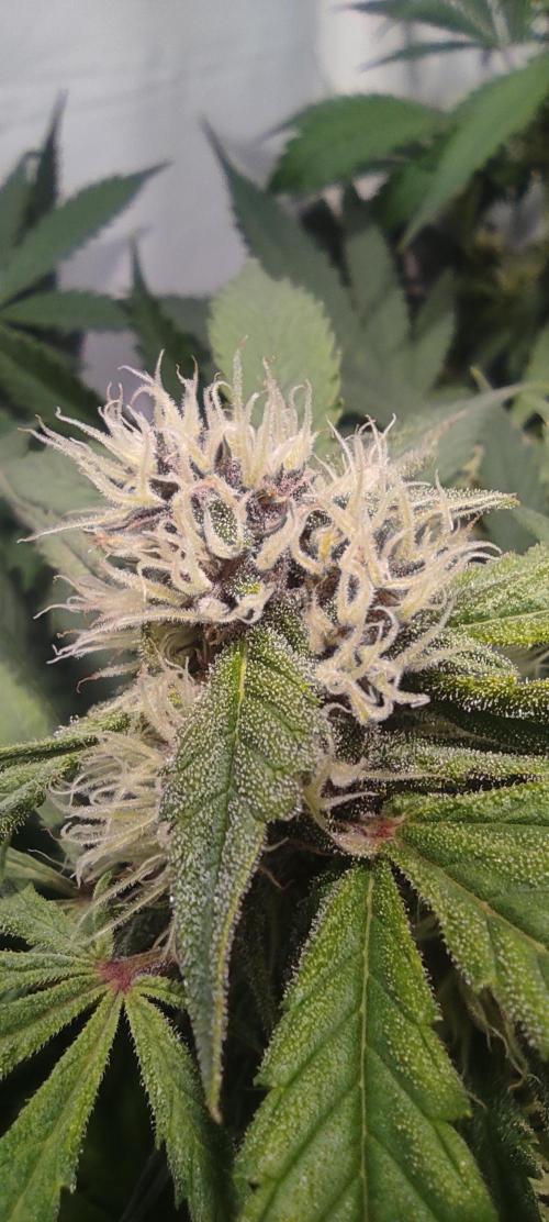 Diablo Rojo XL by Sweet Seeds - DWC. Week 7