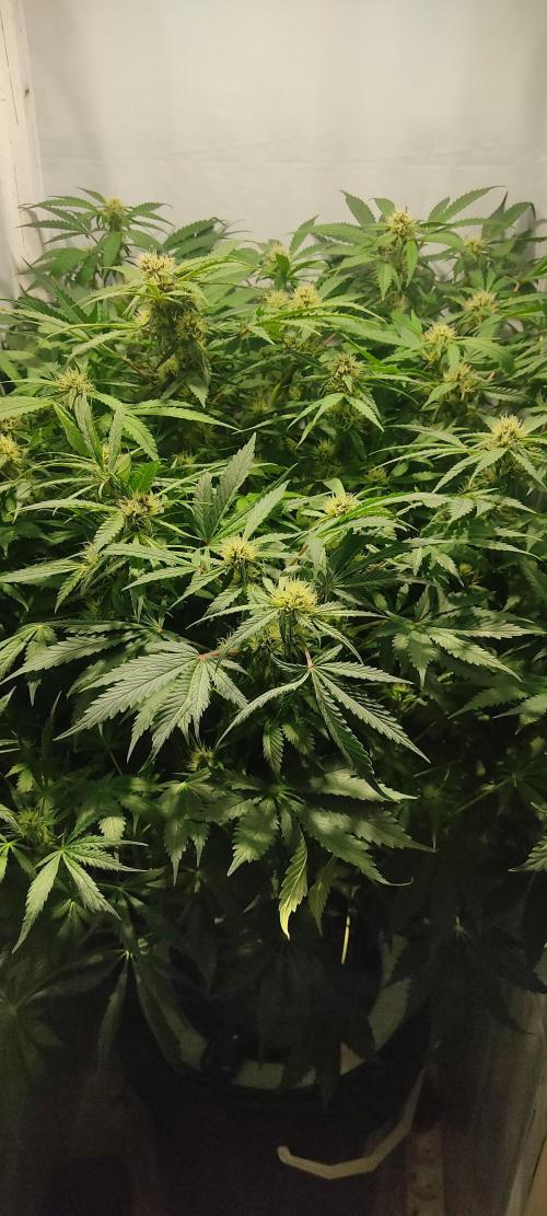 Diablo Rojo XL by Sweet Seeds - DWC. Week 7