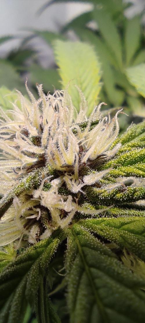 Diablo Rojo XL by Sweet Seeds - DWC. Week 7