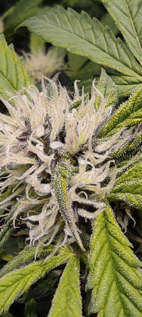 Diablo Rojo XL by Sweet Seeds - DWC. Week 7