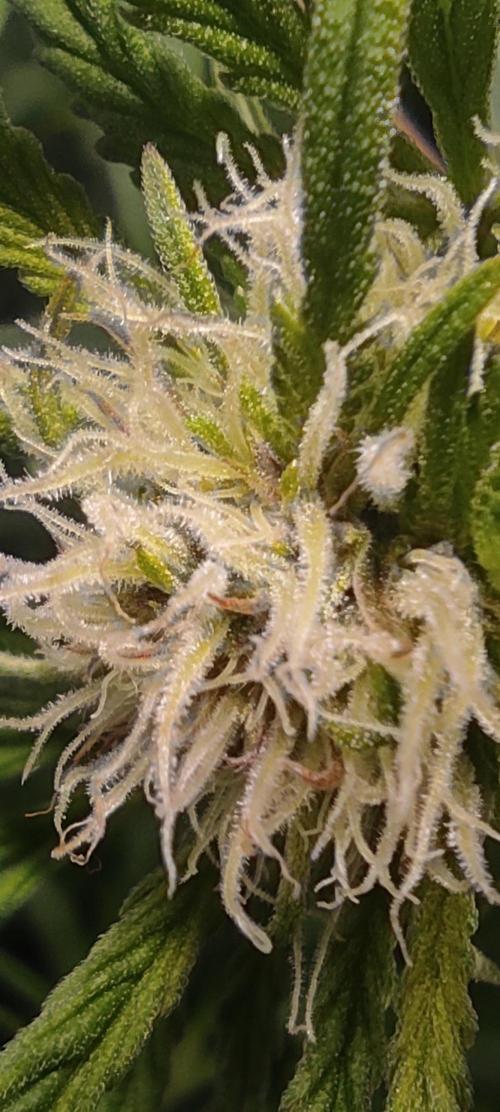 Diablo Rojo XL by Sweet Seeds - DWC. Week 7