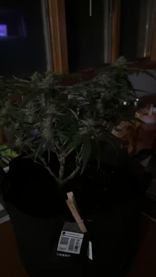Frostbanger Auto