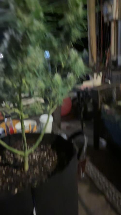 Papaya cookies auto flower
