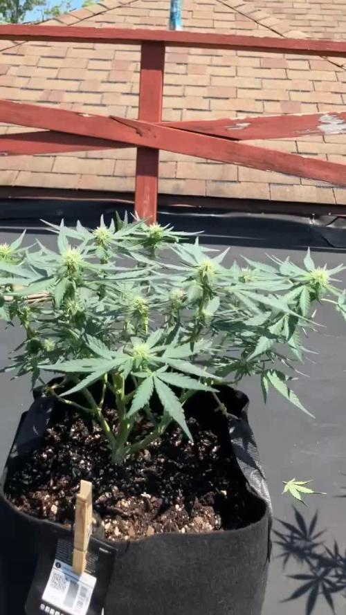 Frostbanger Auto