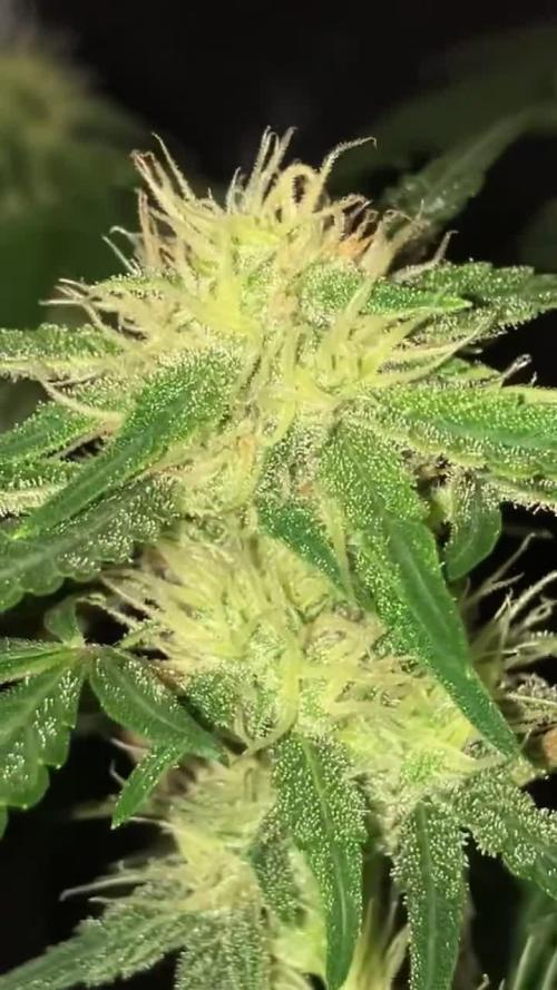 Frostbanger Auto