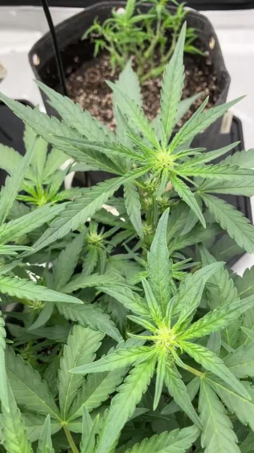 Frostbanger Auto