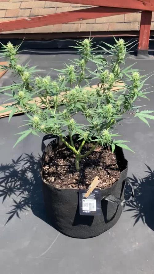 Pineapple Express FASTBUDS