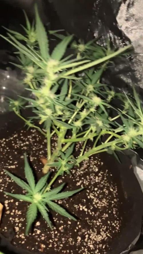 Pineapple Express FASTBUDS