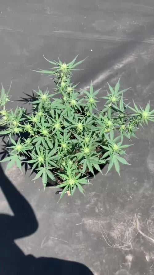 Pineapple Express FASTBUDS