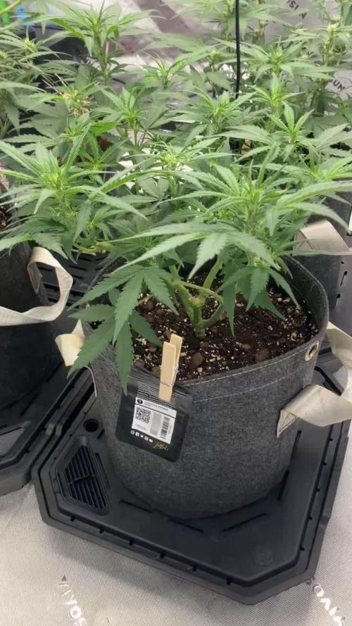 Pineapple Express FASTBUDS