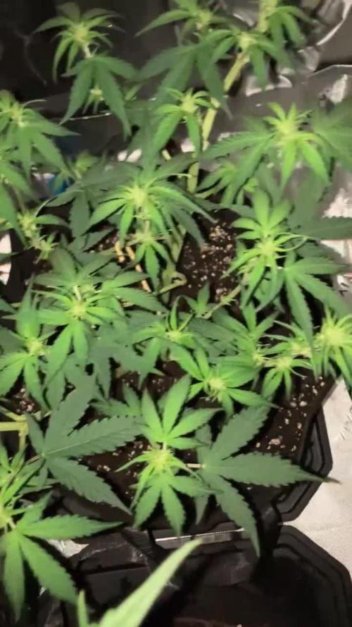 Pineapple Express FASTBUDS