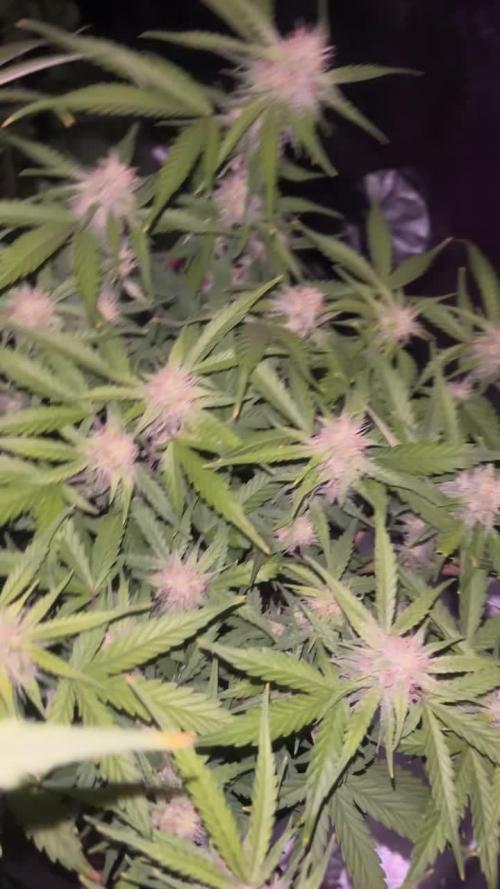 Pineapple Express FASTBUDS