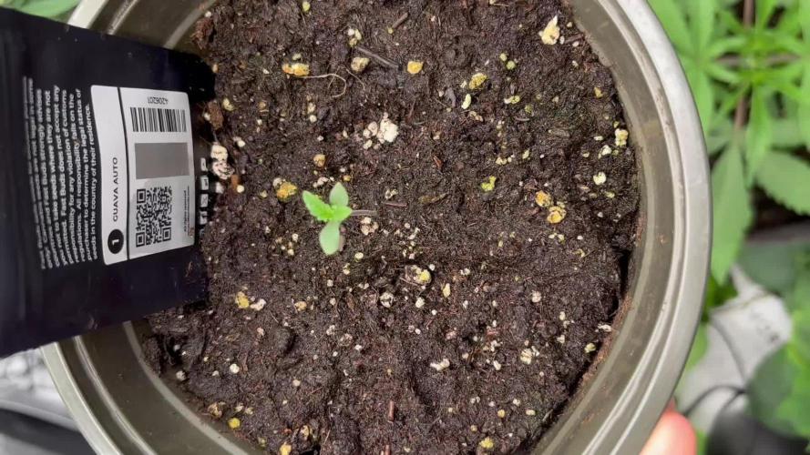 Guava Auto