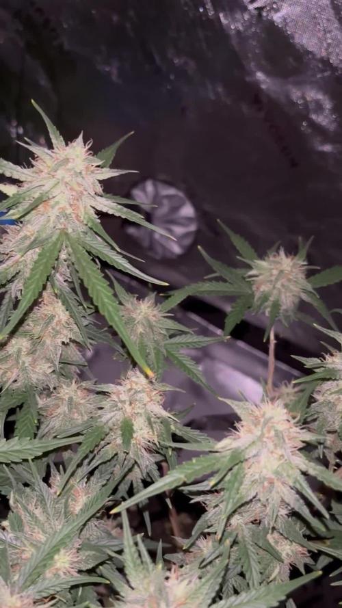 Pineapple Express FASTBUDS