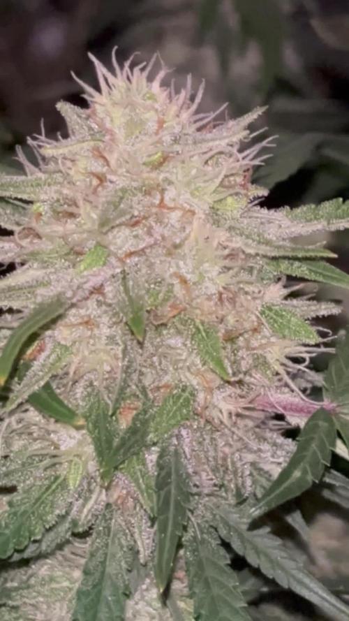 Frostbanger Auto