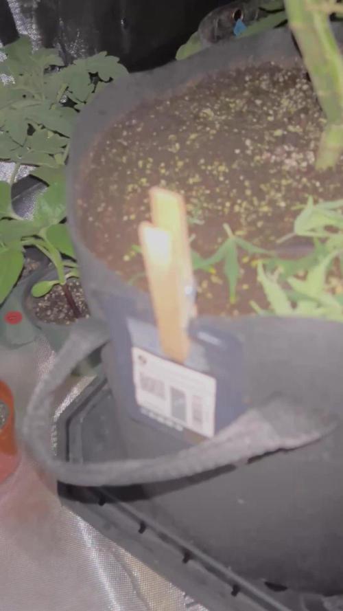 Papaya cookies auto flower :)