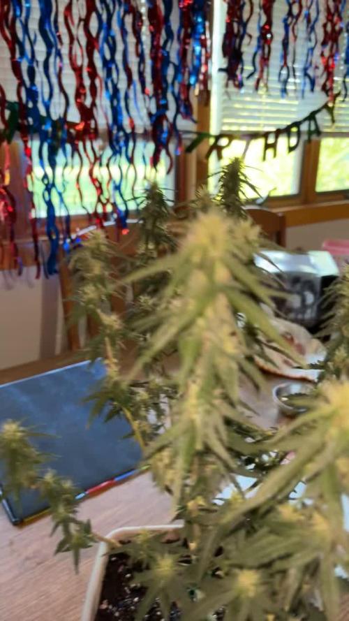 420 Fastbuds Autoflowers