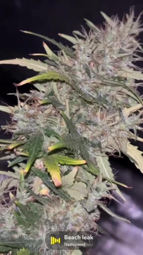 420 Fastbuds Autoflowers