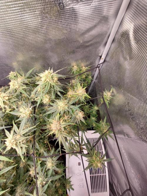 Divine Seeds Auto Moon Rock. Week 10